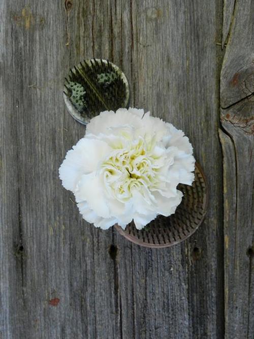 RANDAL  WHITE CARNATIONS
